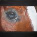 Lo specchio dell'anima - Dipinto eseguito con la tecnica dell'olio su tela che raffigura un particolare del cavallo molto carico di significati: l'occhio, unica porta di accesso verso i pensieri e le emozioni dei nostri amici cavalli.